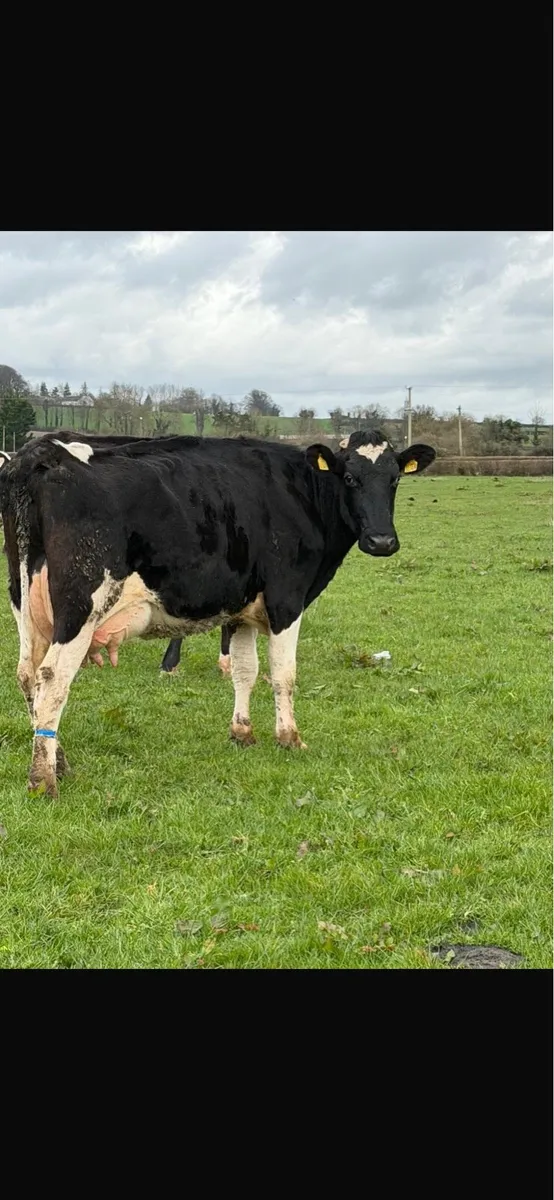 Freshly calved cows - Image 1