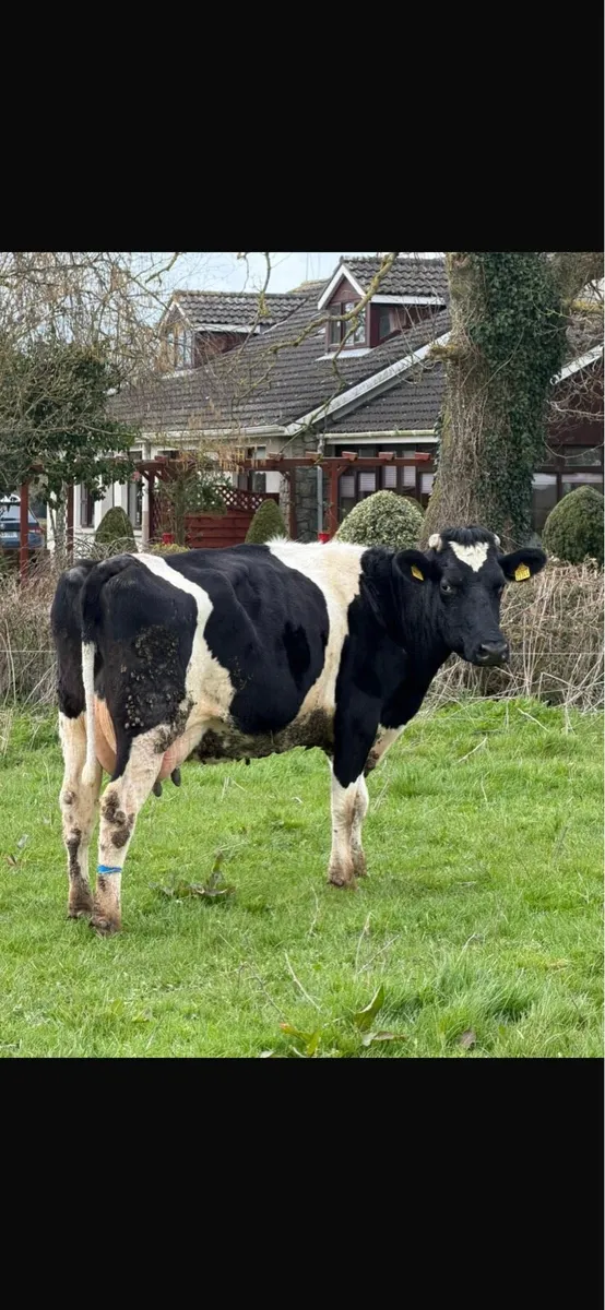 Freshly calved cows - Image 2