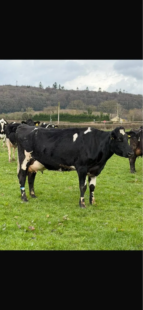Freshly calved cows - Image 3