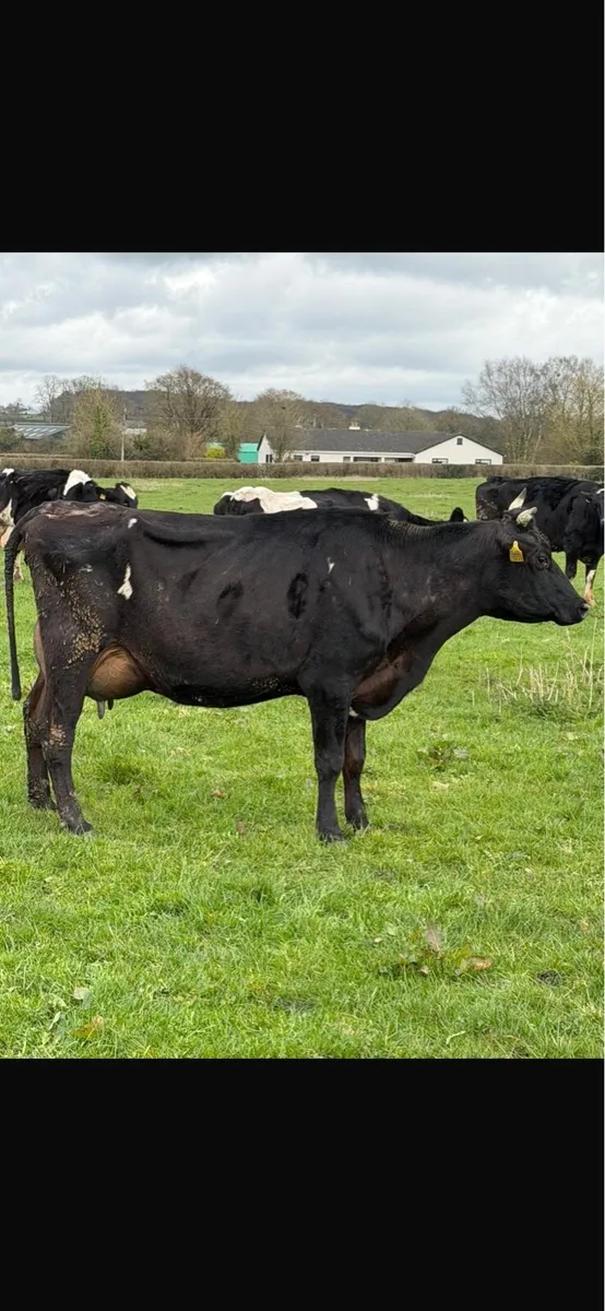Freshly calved cows - Image 4