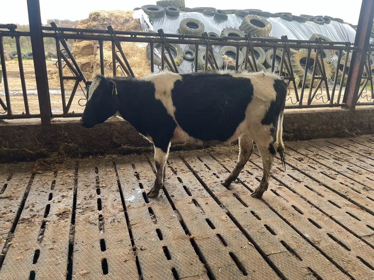 Maiden heifers - Image 1