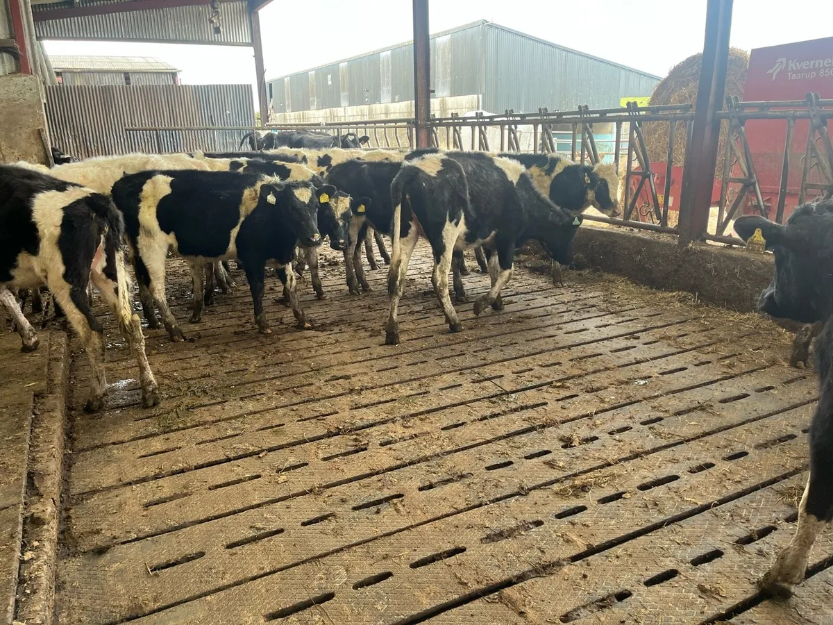 Maiden heifers - Image 2