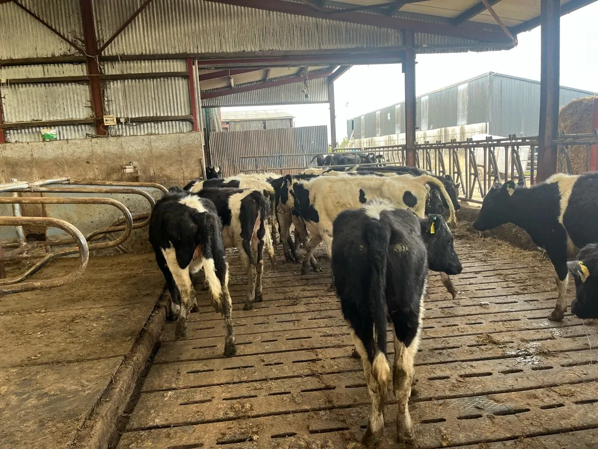 Maiden heifers - Image 4