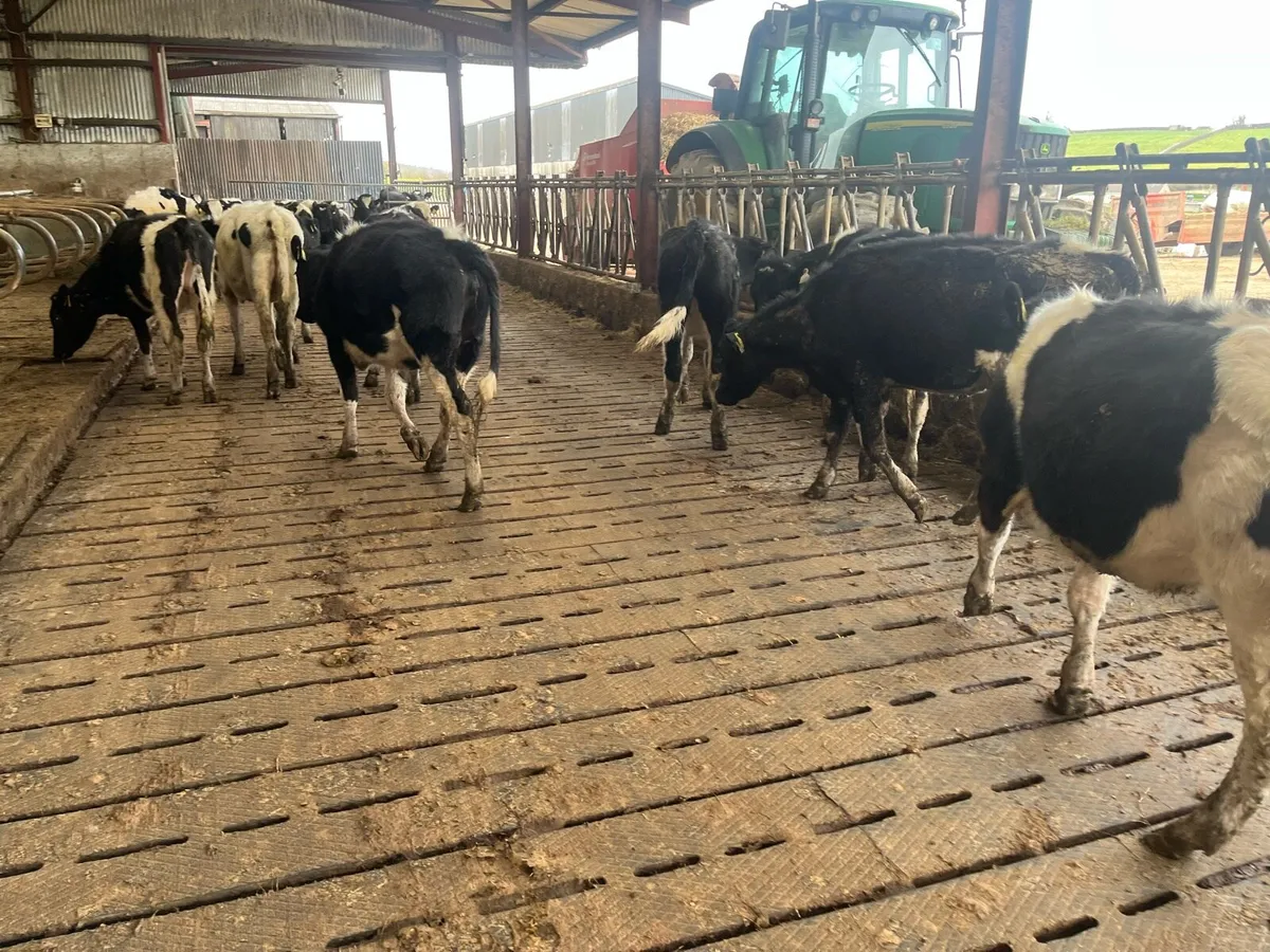 Maiden heifers - Image 3