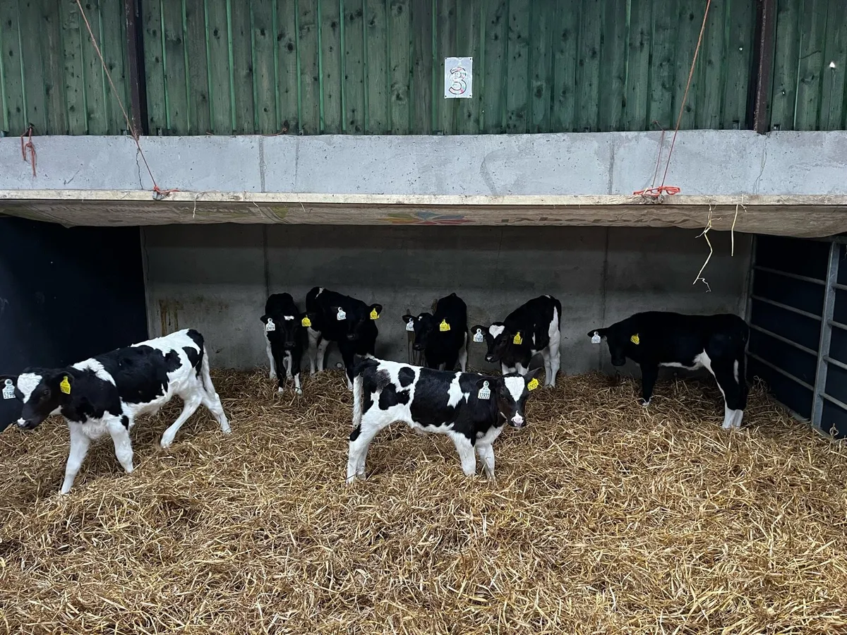 Friesian heifer calves and 3 cows . - Image 1