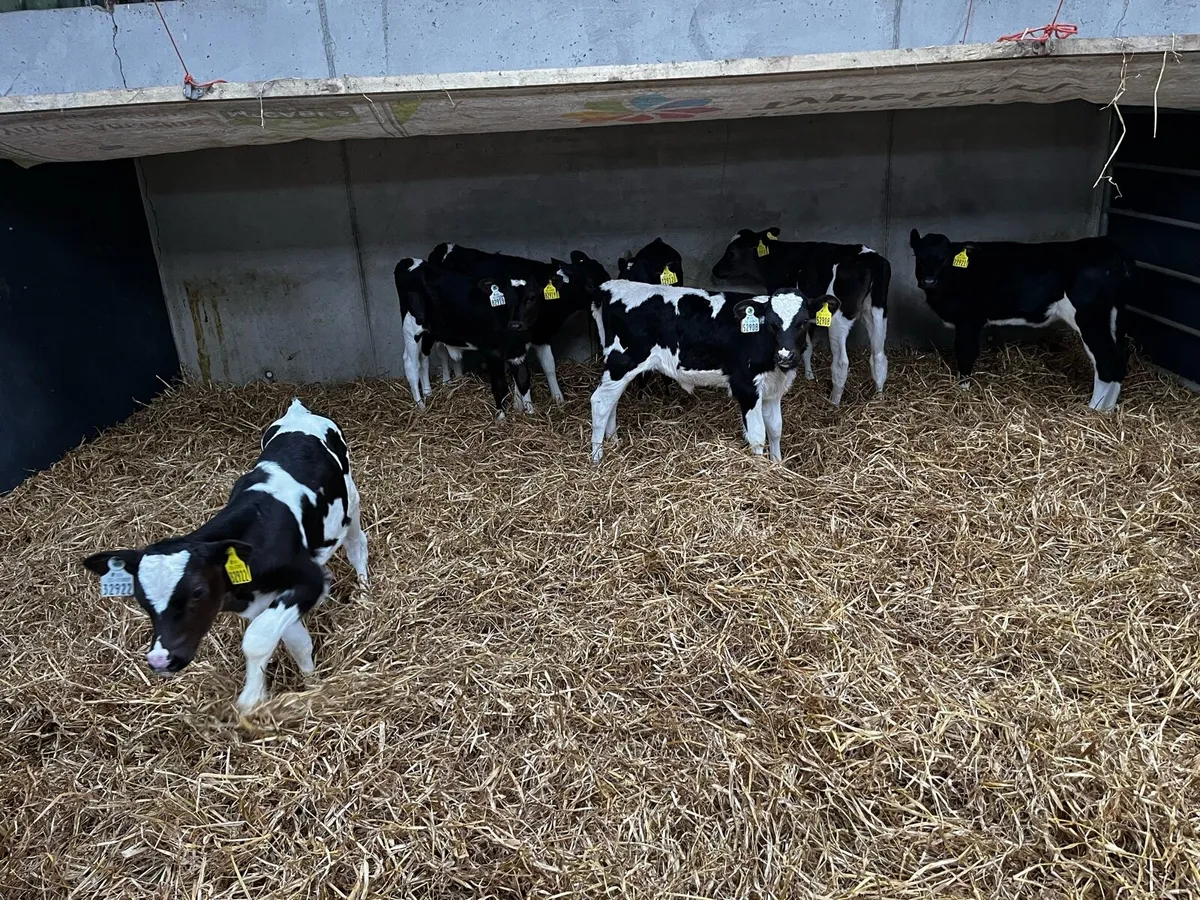 Friesian heifer calves and 3 cows . - Image 2