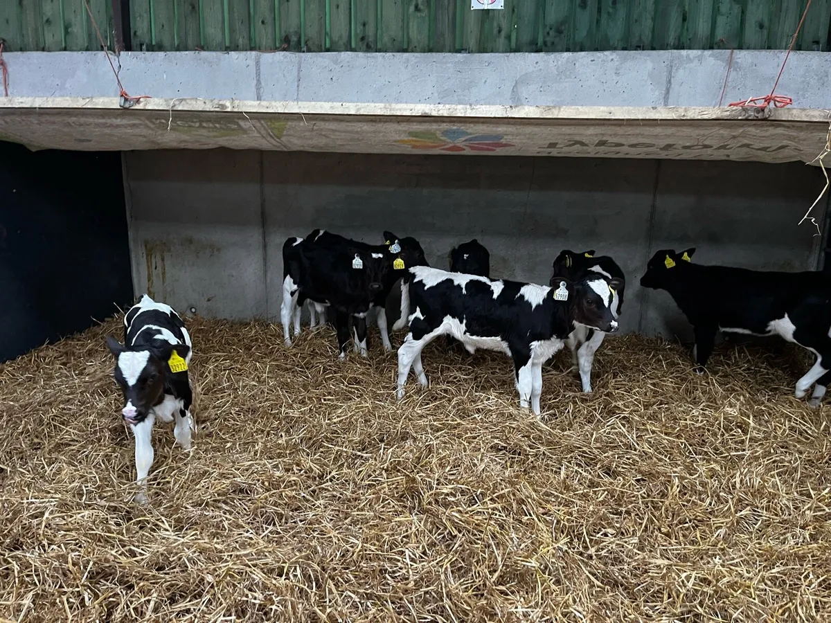 Friesian heifer calves and 3 cows . - Image 3