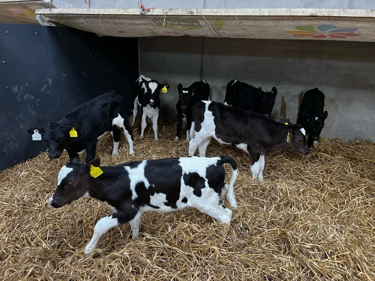 Friesian heifer calves and 3 cows . - Image 4