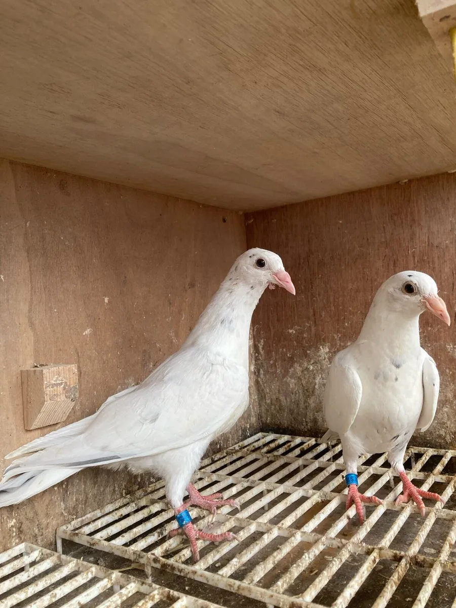 Coloured homer pigeons - Image 3