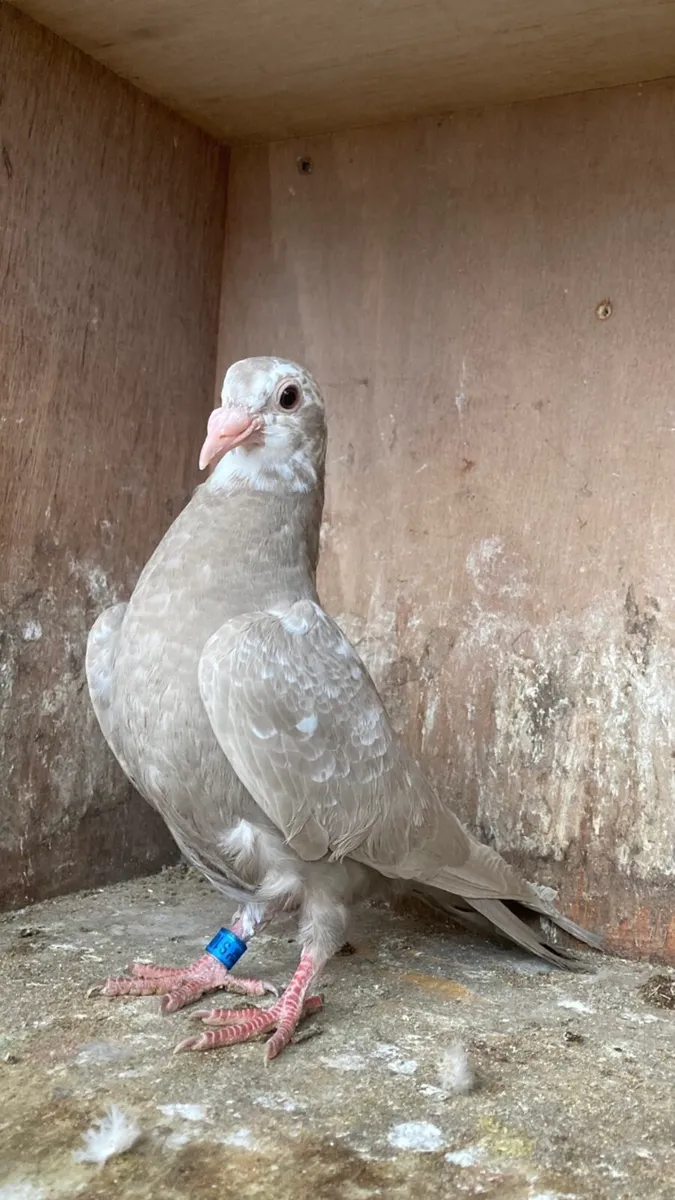 Coloured homer pigeons - Image 4