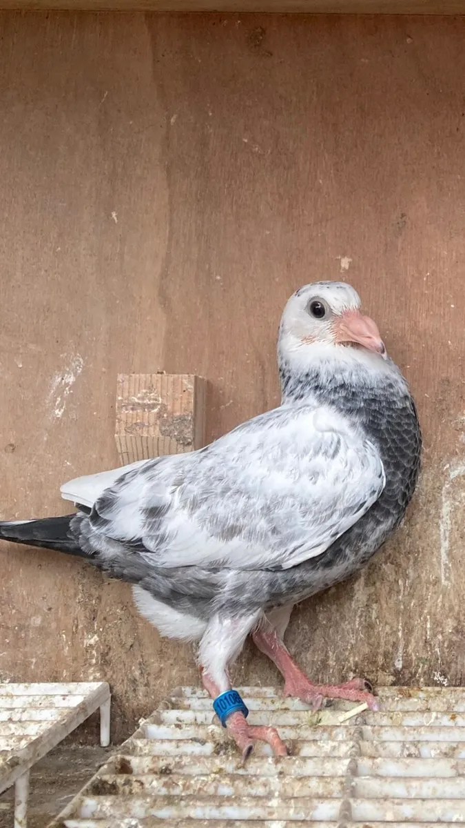 Coloured homer pigeons - Image 1