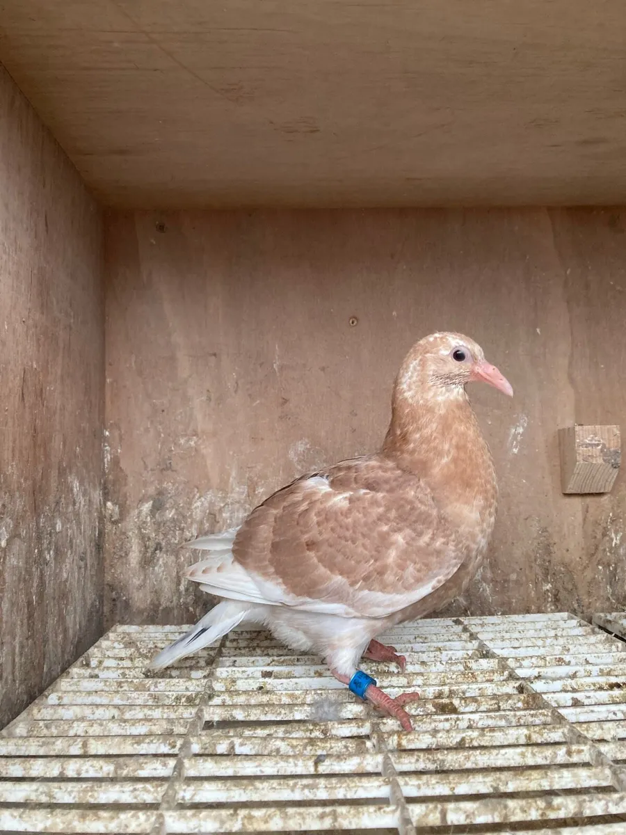 Coloured homer pigeons - Image 2