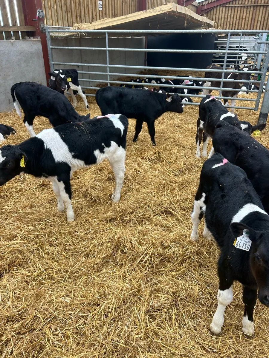 Fresian bull calves for sale - Image 1