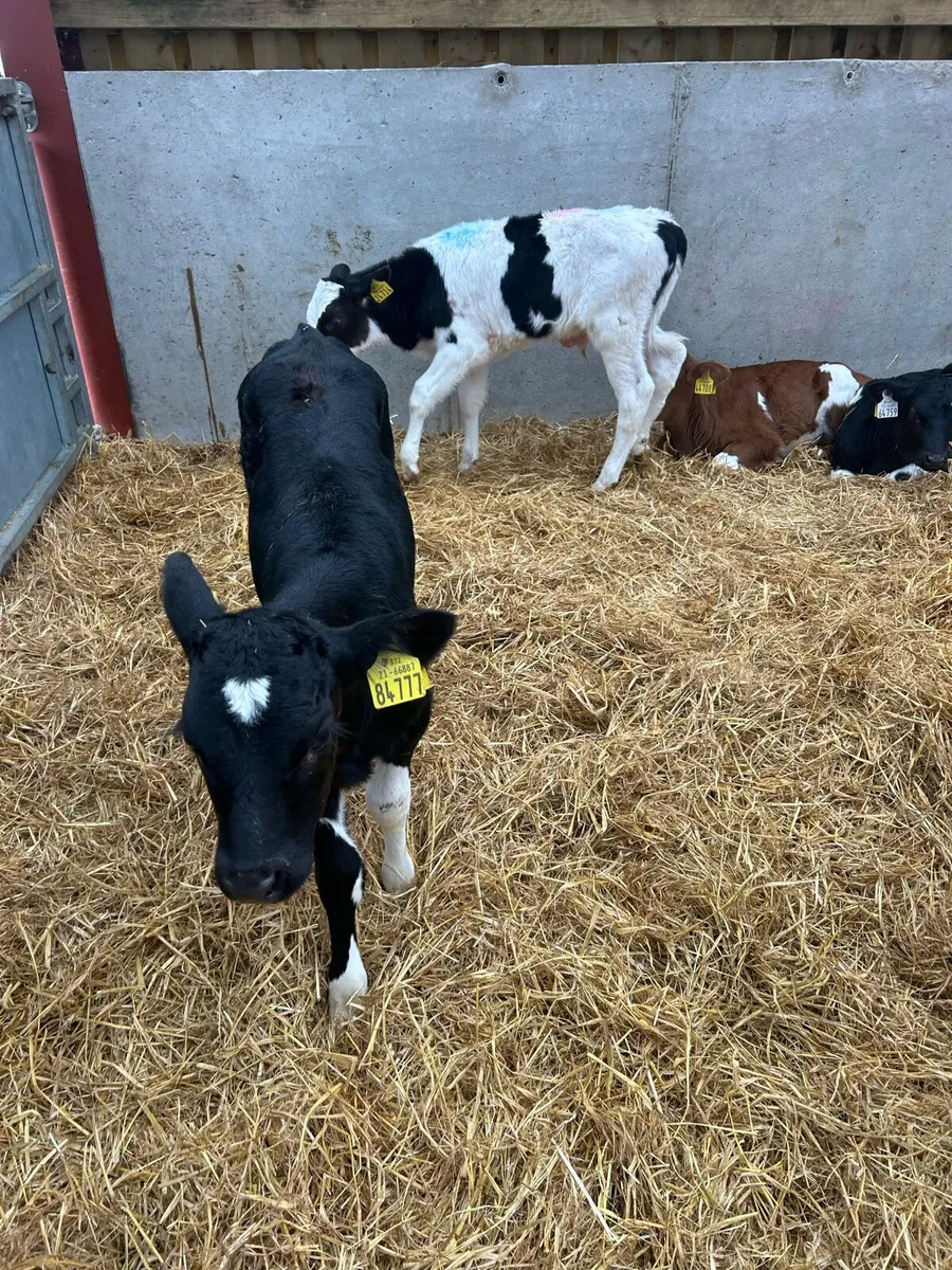 Fresian bull calves for sale - Image 2
