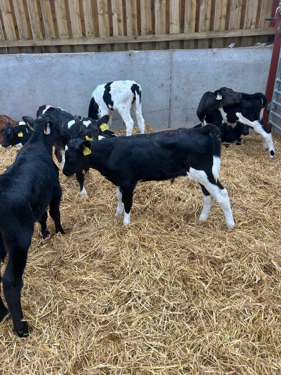 Fresian bull calves for sale - Image 3