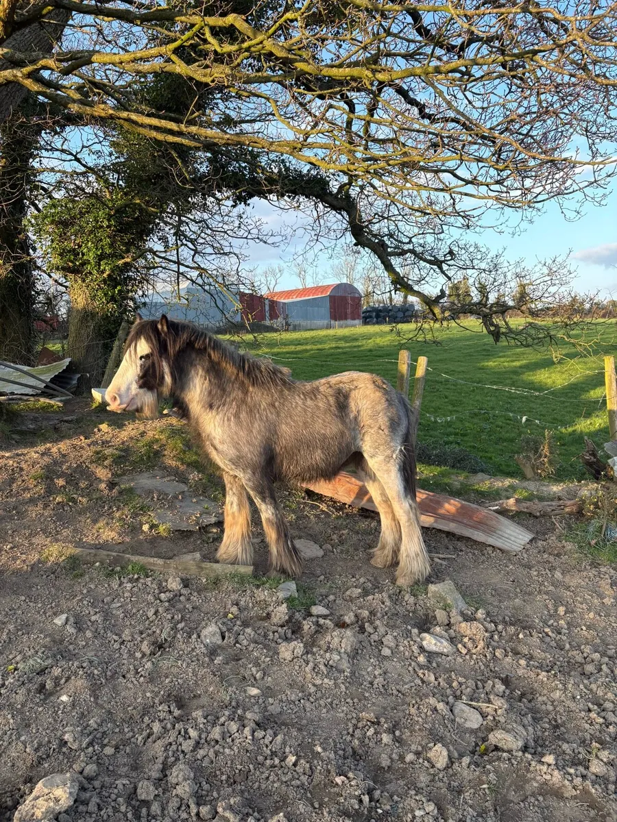Blue/Grey Cob - Image 1