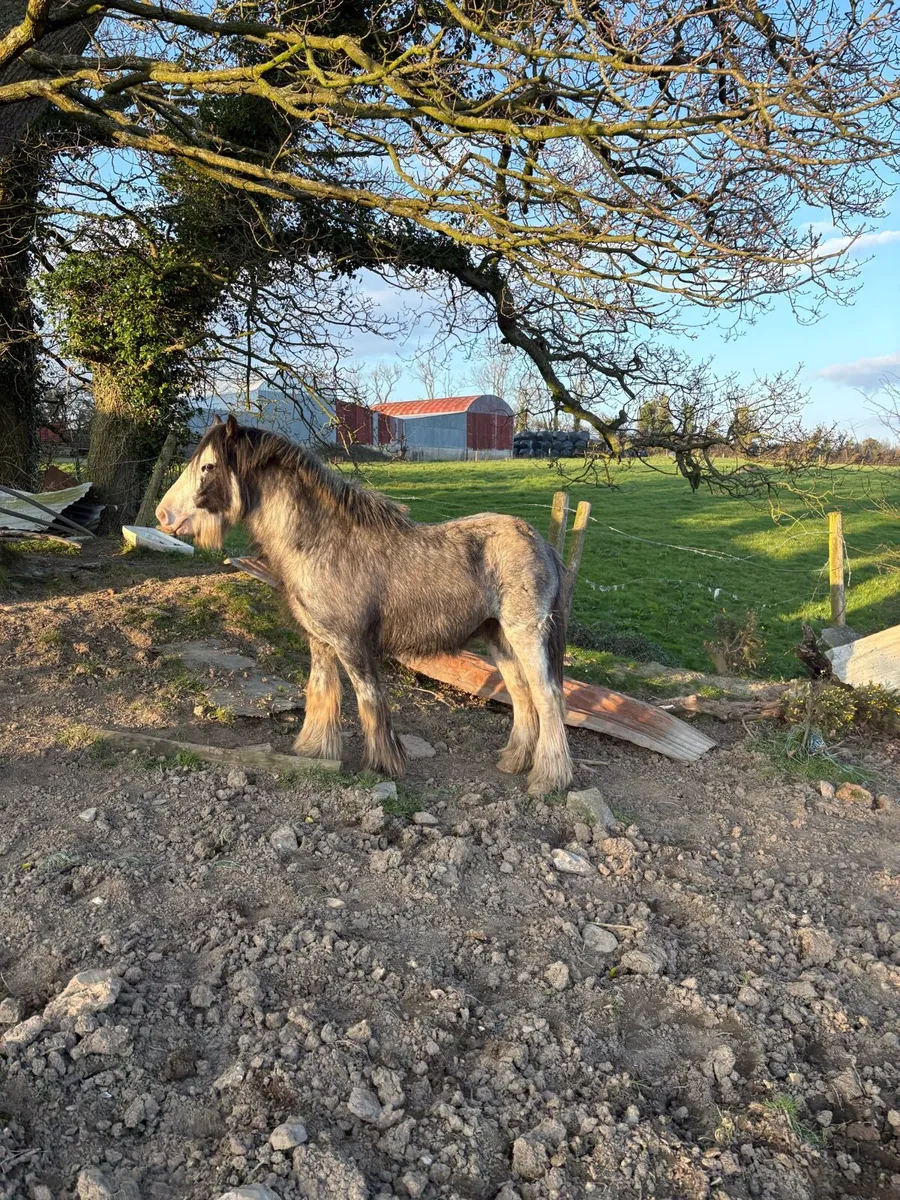 Blue/Grey Cob - Image 2