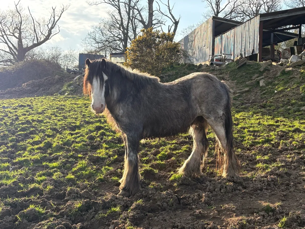 Blue/Grey Cob - Image 3