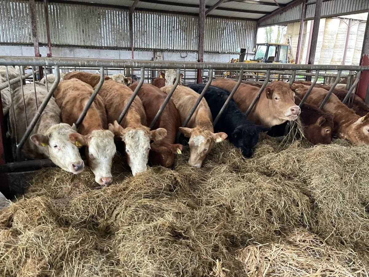 Homebred Suckler Weanlings - Image 3