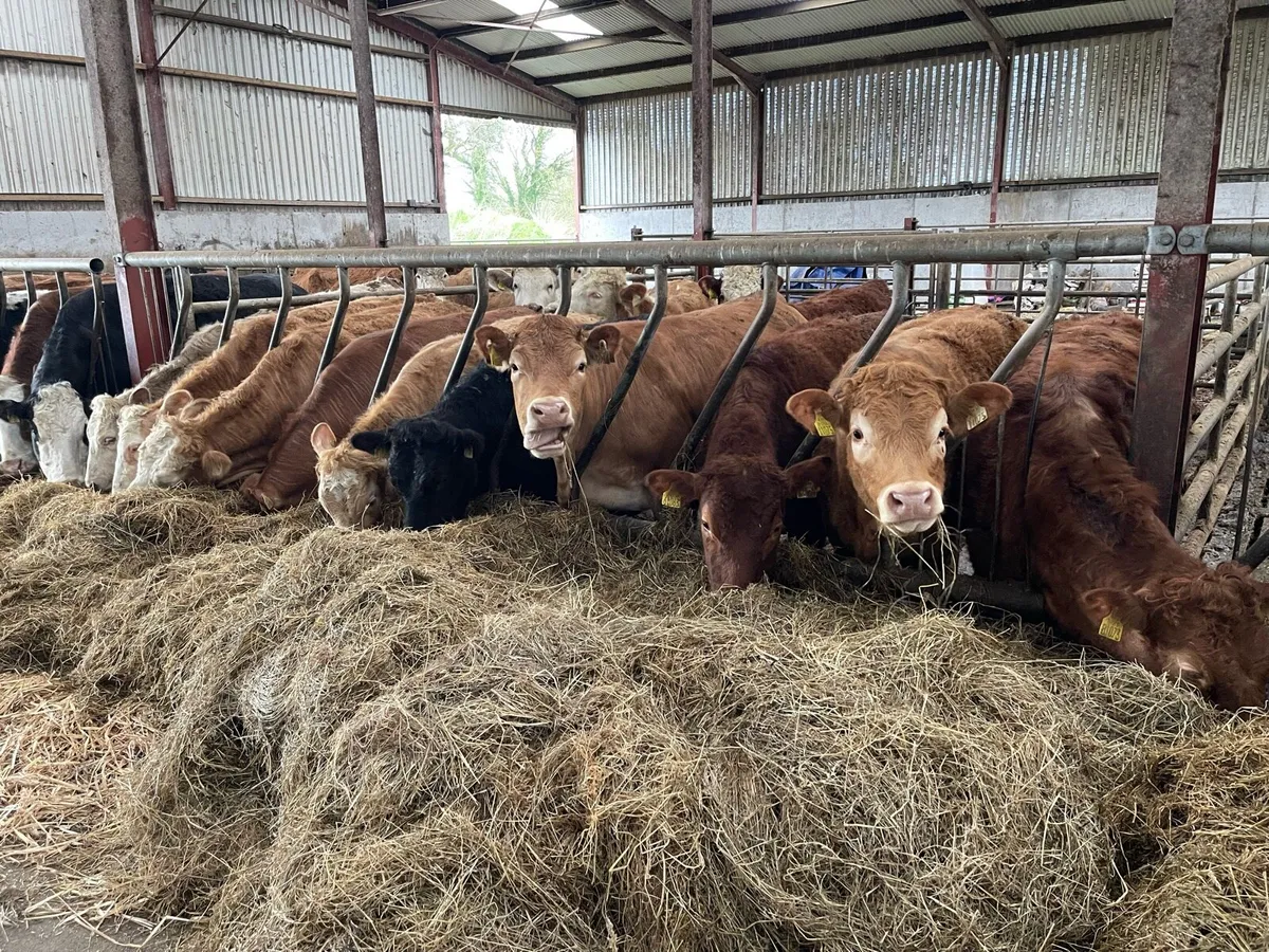 Homebred Suckler Weanlings - Image 4