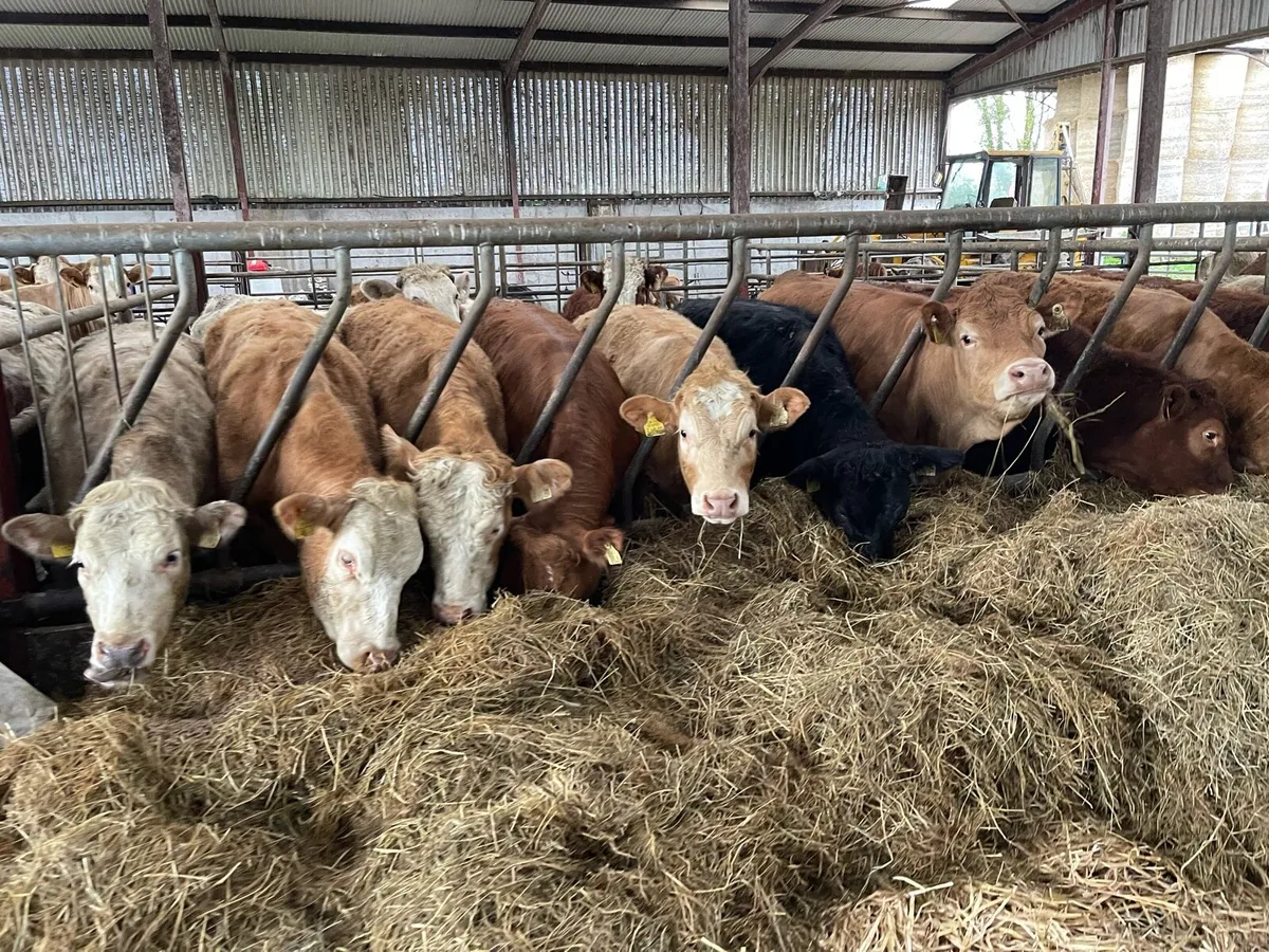 Homebred Suckler Weanlings - Image 1