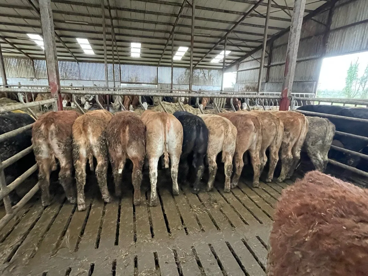 Homebred Suckler Weanlings - Image 2