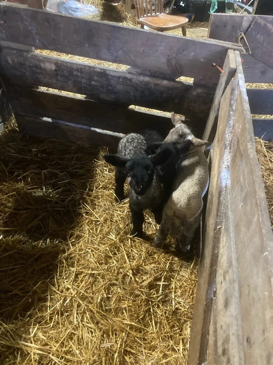 Pet Lambs - Image 1