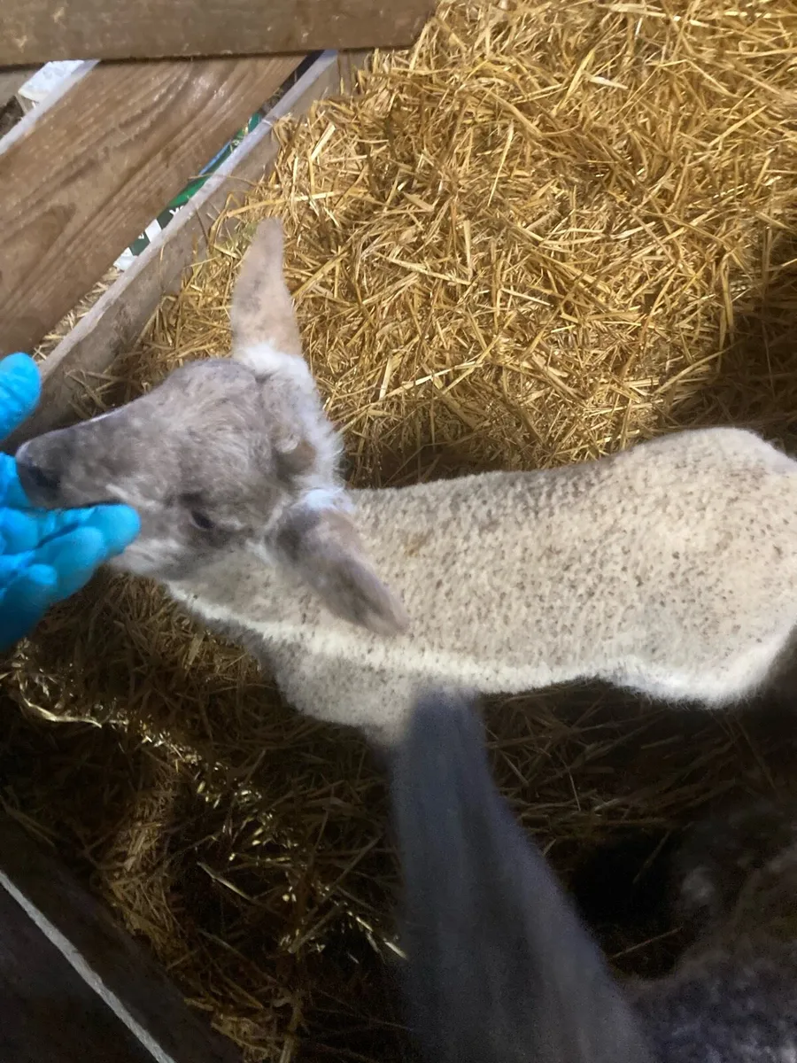 Pet Lambs - Image 2
