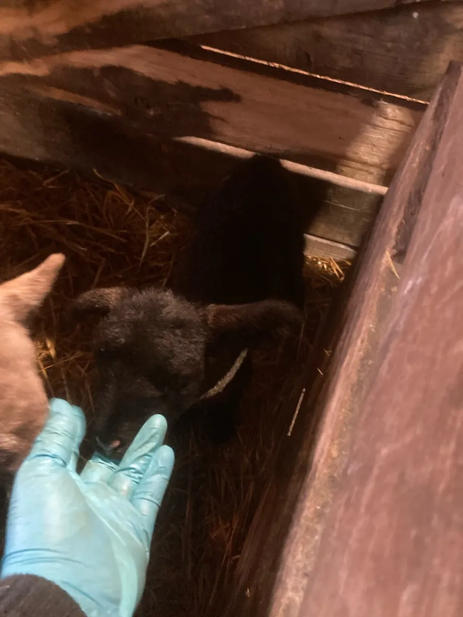 Pet Lambs - Image 4