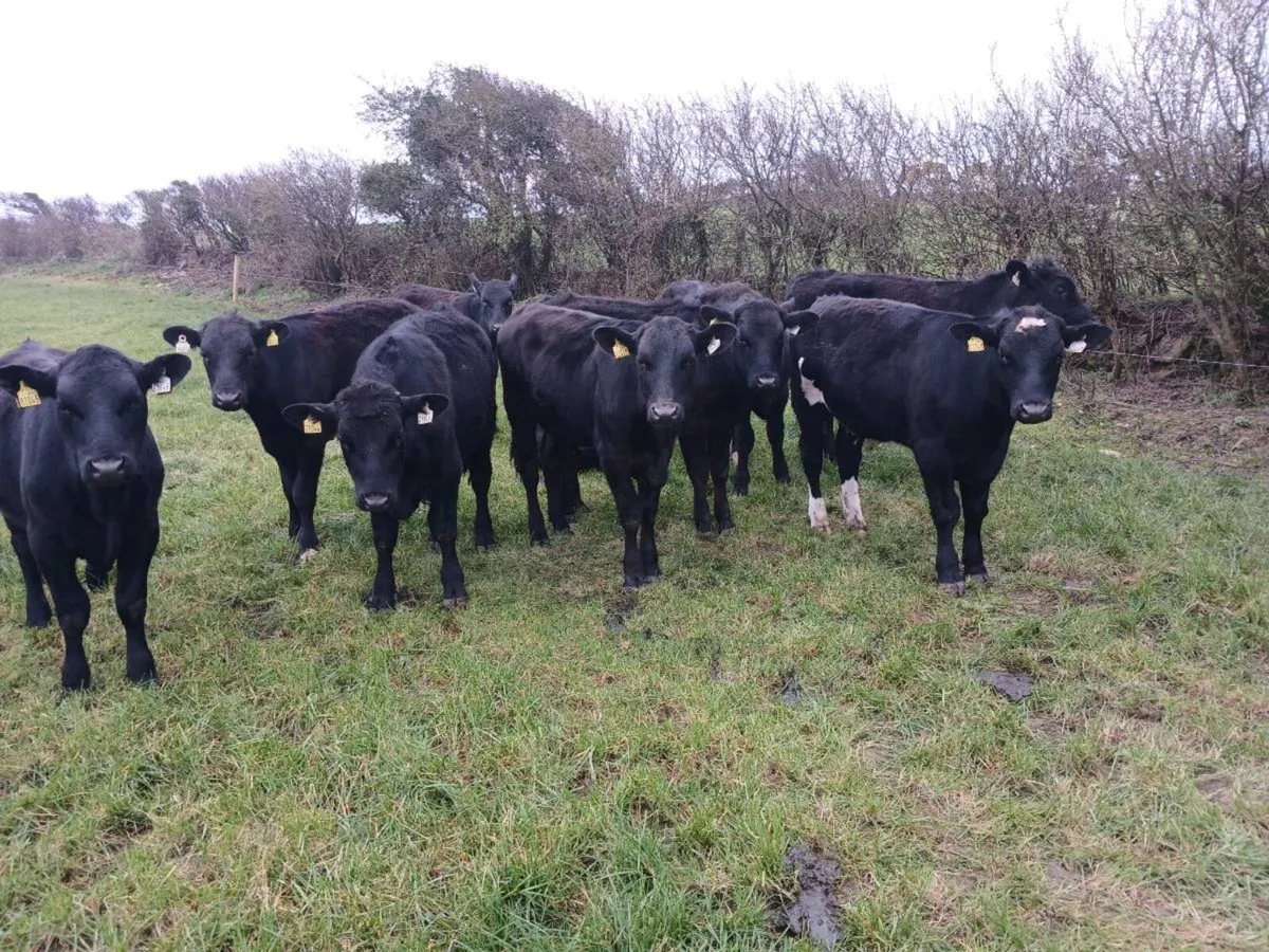 Yearling bullocks - Image 1
