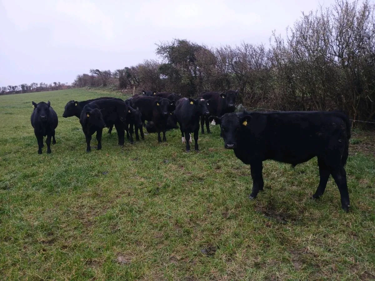 Yearling bullocks - Image 2