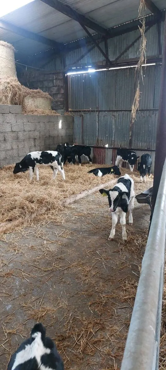 5 heifer calves - Image 1