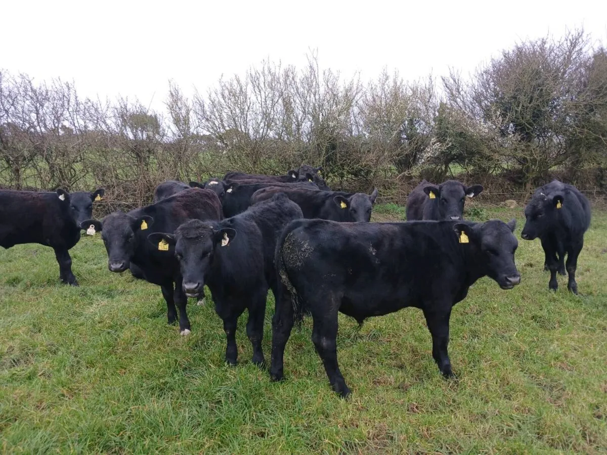 Yearling bullocks - Image 3