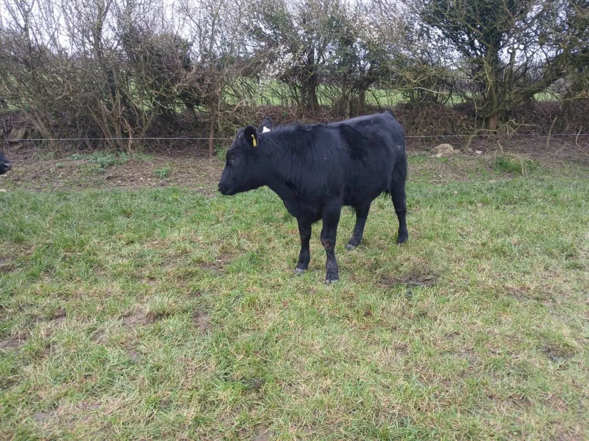 Yearling bullocks - Image 4
