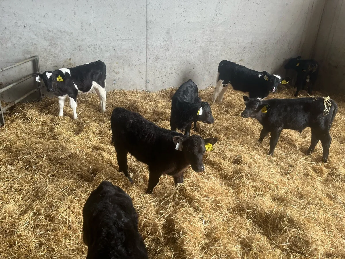 Fr bulls and Angus calves - Image 1