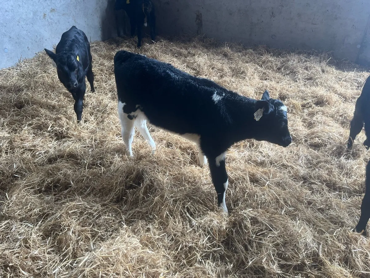 Fr bulls and Angus calves - Image 2