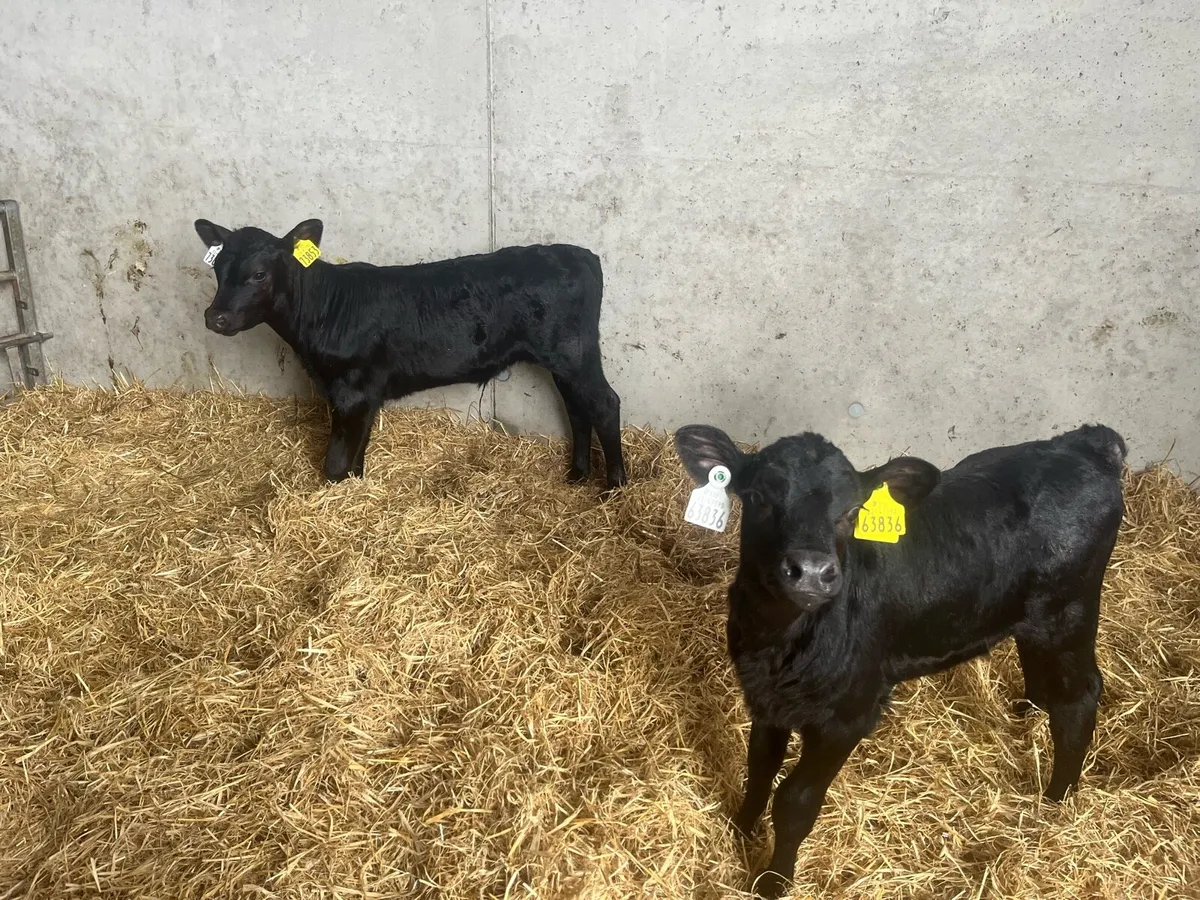 Fr bulls and Angus calves - Image 3