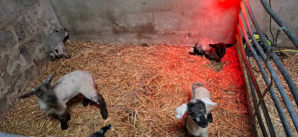 Pet Lambs - Image 3