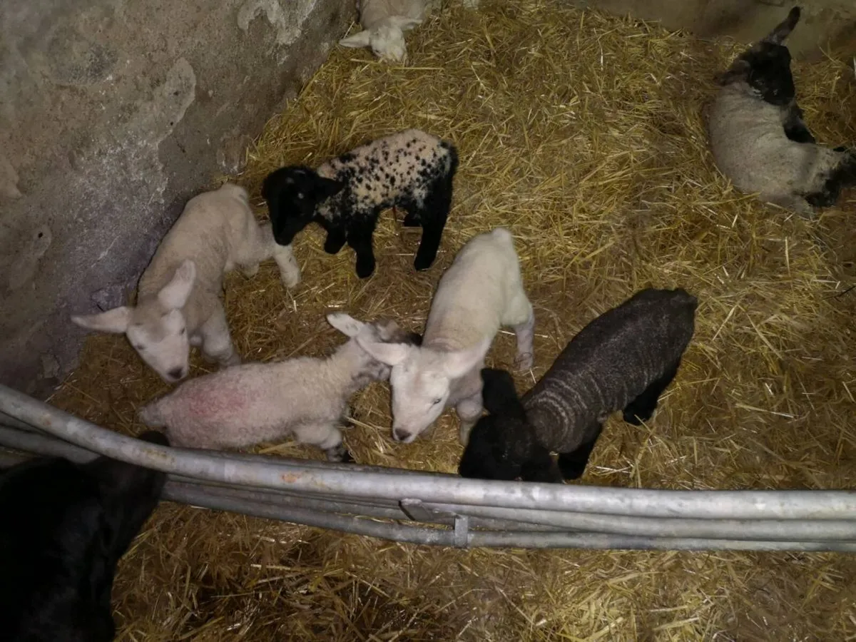 Pet Lambs - Image 4
