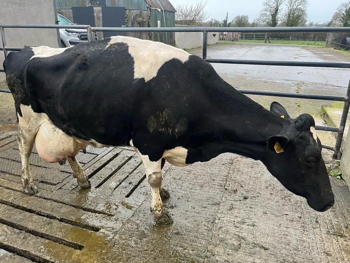 Cows for feeding calves - Image 2