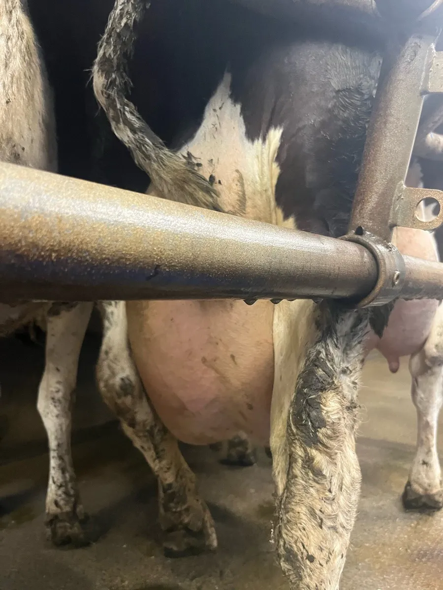 Cows for feeding calves - Image 1