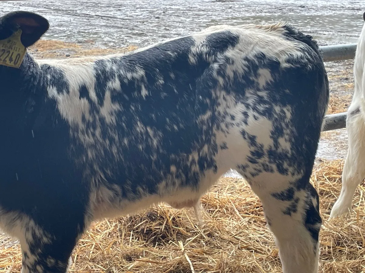 11 outstanding reared Belgium blue bull calves - Image 2