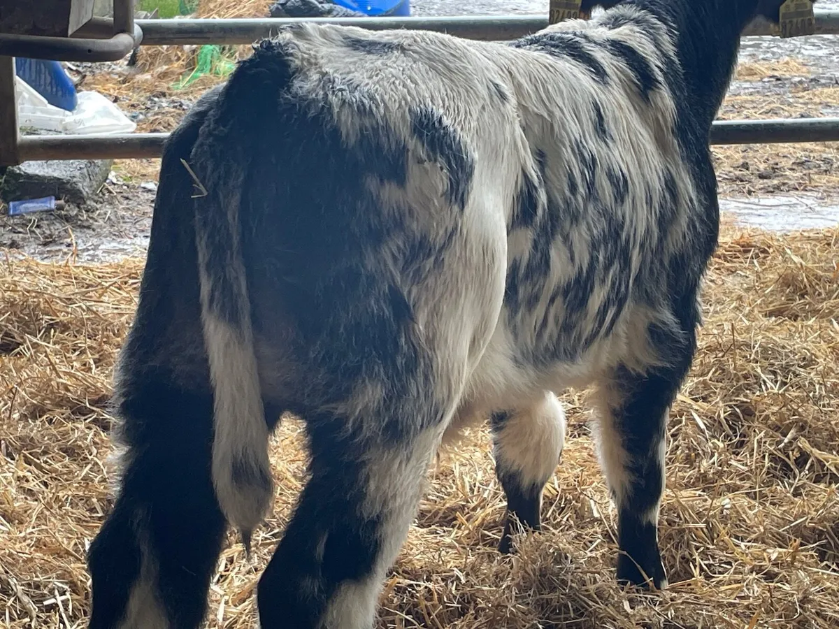 11 outstanding reared Belgium blue bull calves - Image 4