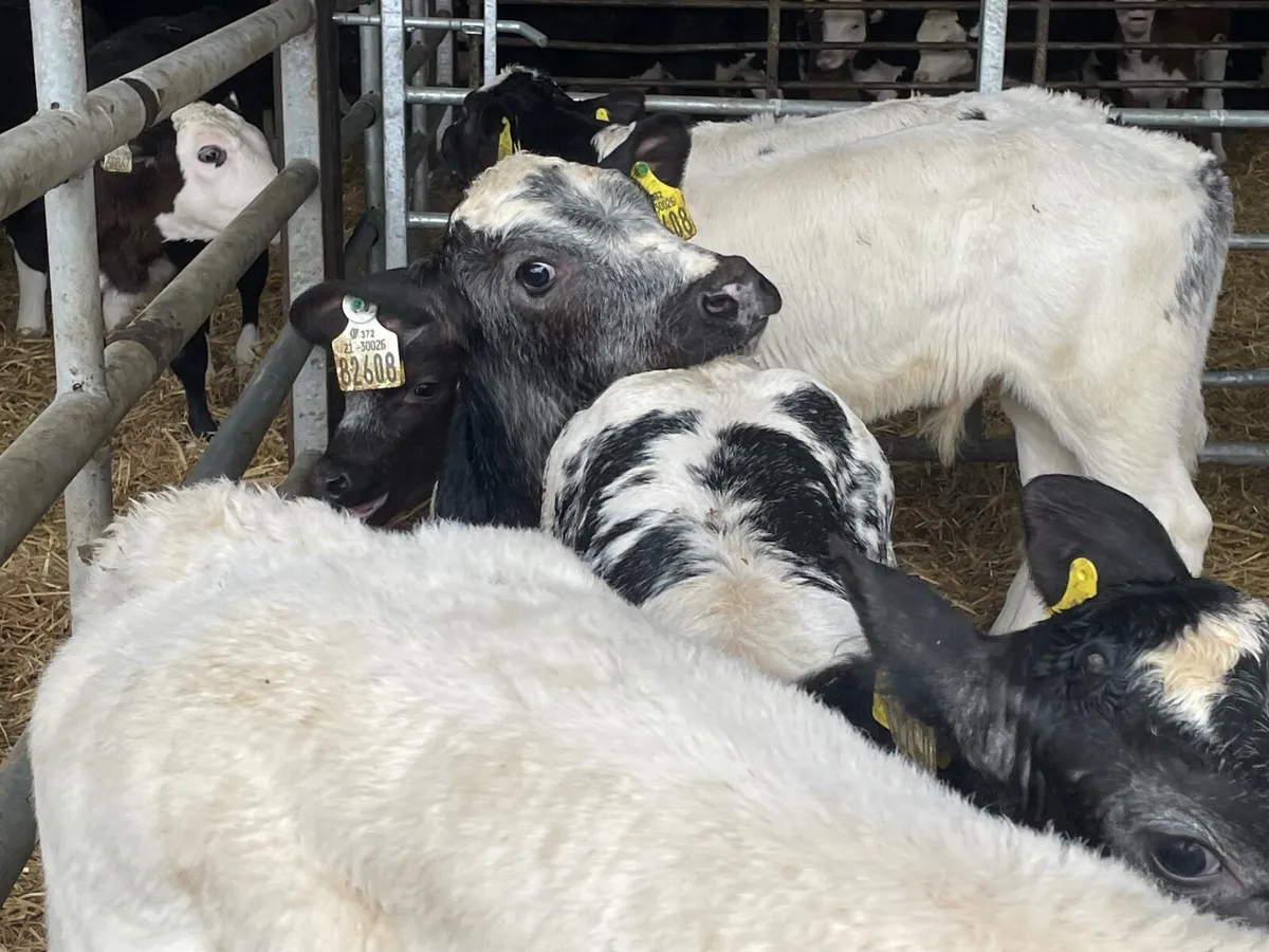 11 outstanding reared Belgium blue bull calves - Image 3