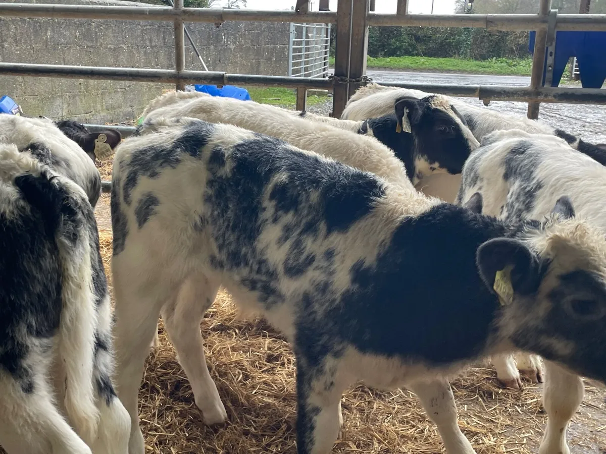 11 outstanding reared Belgium blue bull calves - Image 1