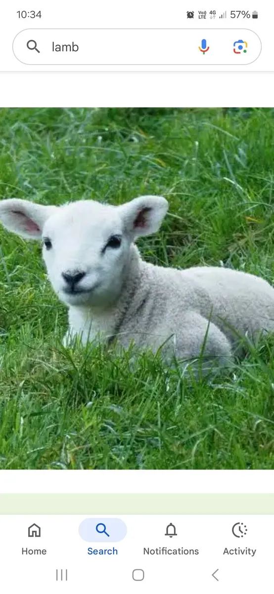 Pet lamb