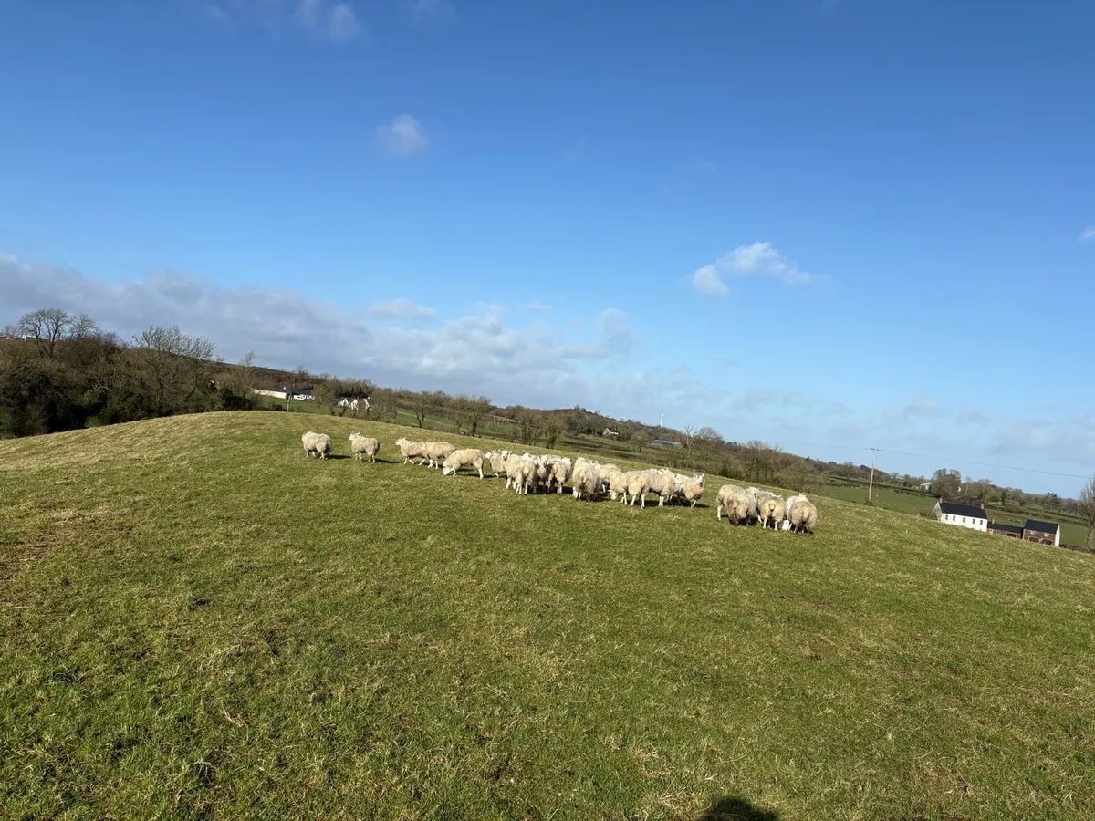 ewe lambs - Image 1