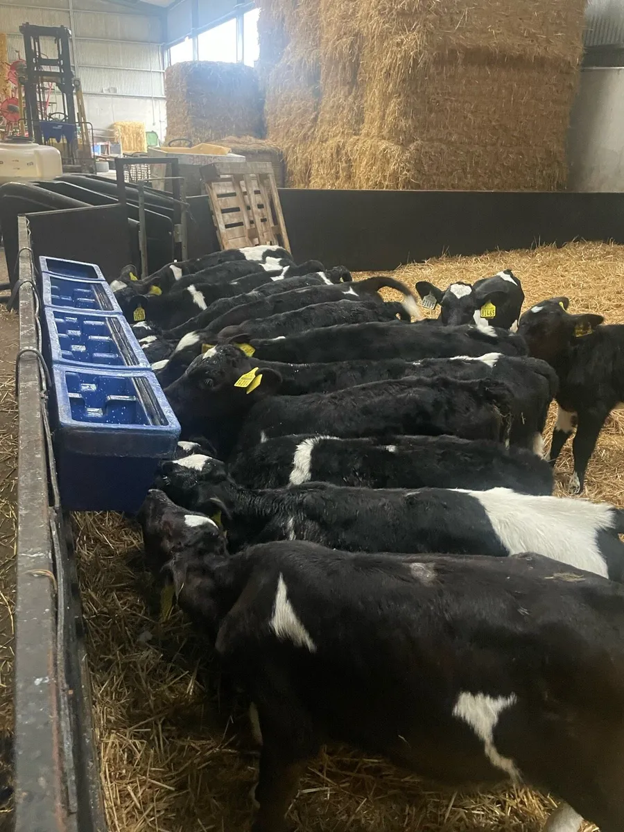 Freisan Bull Calves - Image 2