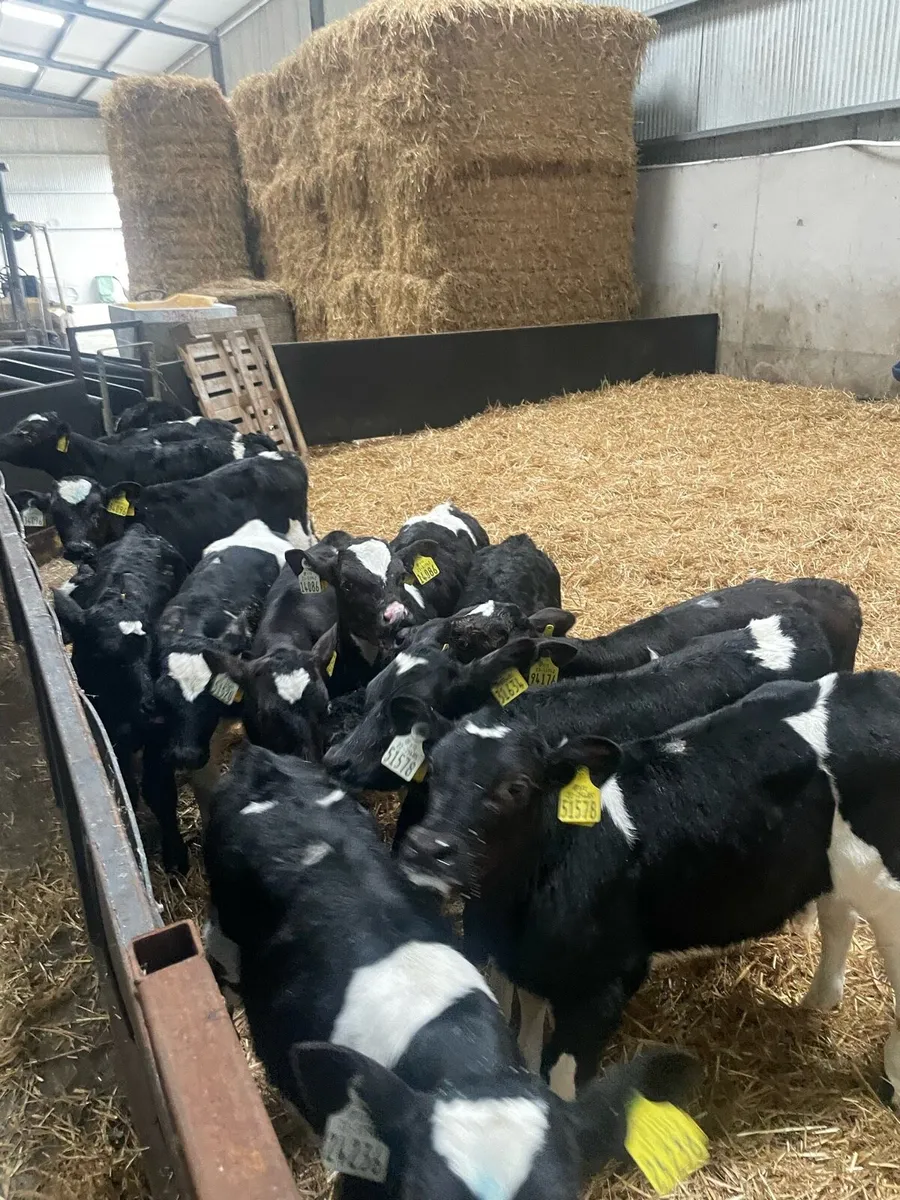 Angus Heifer and Freisan Bull Calves - Image 4