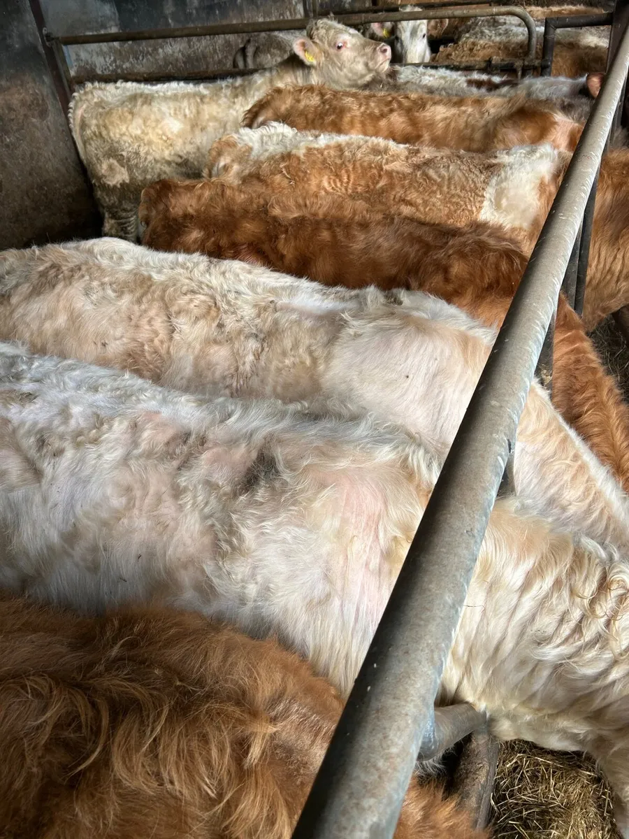 Bull weanlings - Image 2